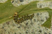 Cucullia scrophulariae