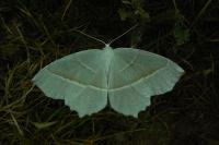 Campaea margaritaria