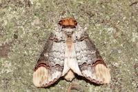 Phalera bucephala