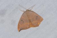 Watsonalla binaria