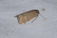 Chrysocrambus linetella