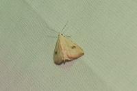 Rivula sericealis