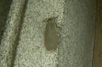 Collita griseola