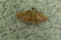 Endotricha flammealis