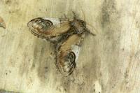 Notodonta ziczac