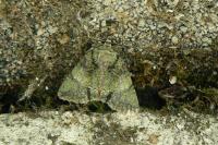 Polyphaenis sericata