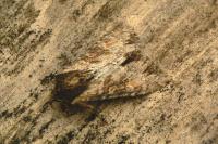 Apamea sublustris