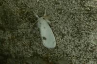 Sphrageidus similis