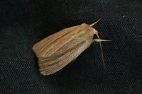 Mythimna impura