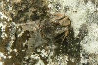 Abrostola tripartita