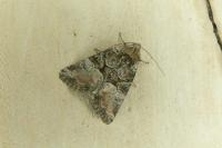 Oligia strigilis/versicolor
