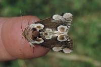 Thyatira batis