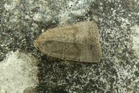 Hoplodrina ambigua/blanda