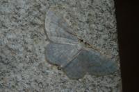 Asthena albulata