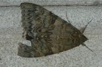 Catocala nupta