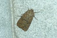 Hoplodrina octogenaria/alsinides
