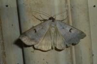 Lygephila pastinum