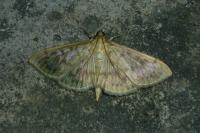 Patania ruralis