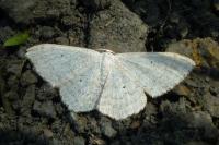 Scopula incanata
