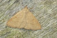 Paracolax tristalis