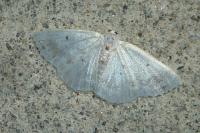Lomographa temerata