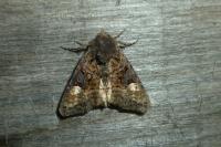 Mesapamea secalella/secalis