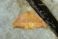 Watsonalla binaria