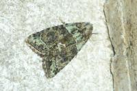 Cryphia algae/pallida/ochsi