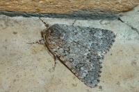 Acronicta euphorbiae
