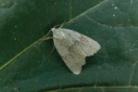 Bryonycta pineti