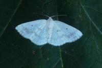 Lomographa temerata