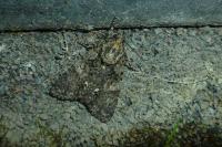 Acronicta rumicis