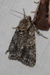 Acronicta rumicis