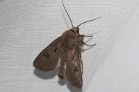 Agrotis exclamationis exclamationis