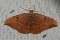 Watsonalla binaria