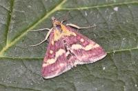 Pyrausta ostrinalis