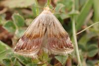 Eublemma ostrina