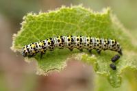 Cucullia verbasci