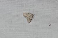 Nola confusalis