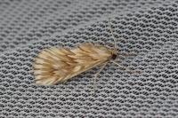 Cynaeda dentalis