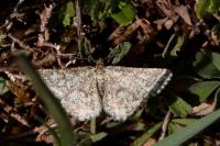 Heliomata glarearia