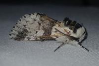 Furcula bicuspis