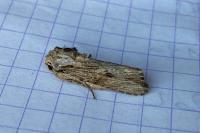 Egira conspicillaris
