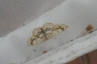 Cyclophora annularia