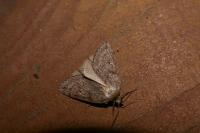 Pachycnemia hippocastanaria hippocastanaria