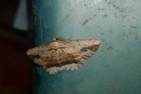 Menophra abruptaria