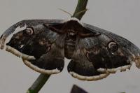Saturnia pyri