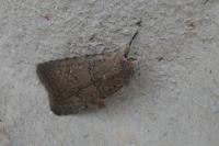 Caradrina flavirena