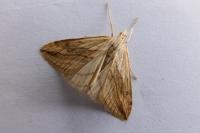 Evergestis forficalis
