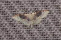 Idaea degeneraria